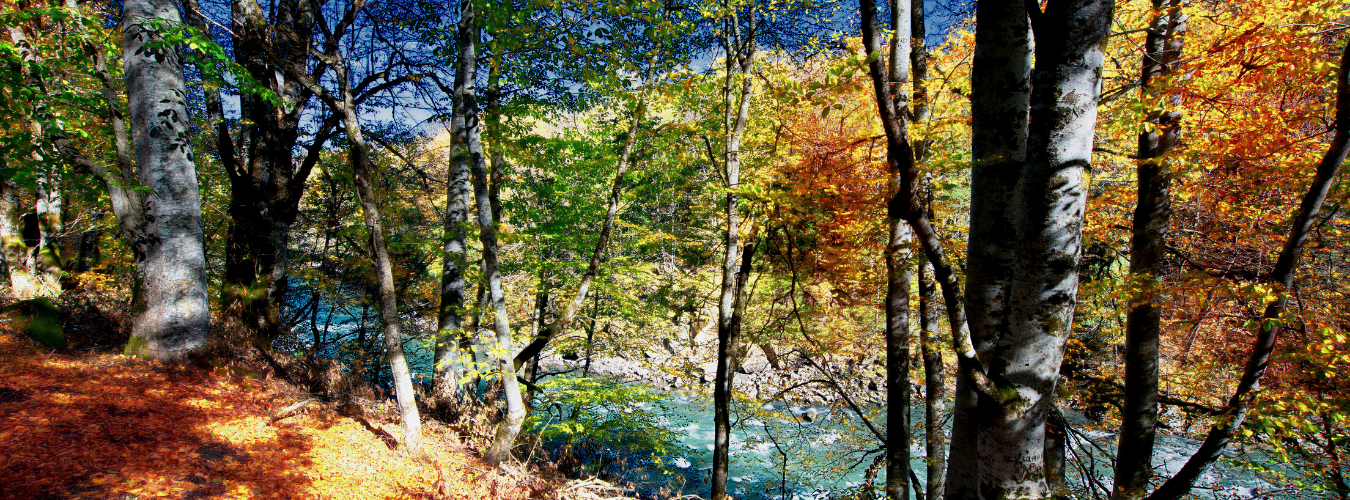 Fall in Asheville, things to do.