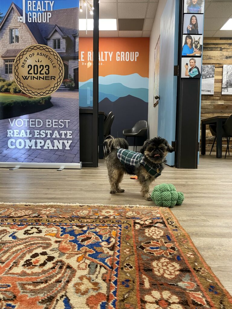Albus in Asheville Secret Real Estate Agent who learned all he knows from following his human around.