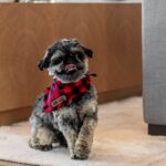 Buying a Home in Asheville This Fall? Albus Sniffs Out the Big Stuff