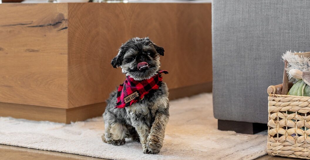 Buying a Home in Asheville This Fall? Albus Sniffs Out the Big Stuff